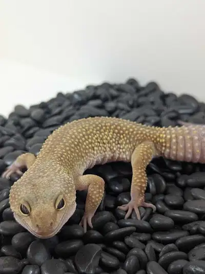 Genetics: Murphy's Patternless het Tremper Albino Sex: Female Hatch date:April 10 2024 Parents: Brun...