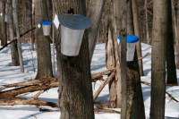 Maple Sap Buckets useful for all kinds of things