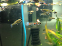 poissons d’aquarium guppies, plantes 