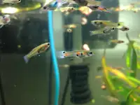 poissons d’aquarium guppies, plantes 