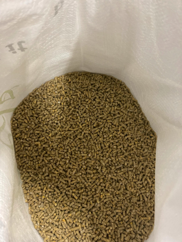Non-GMO Chicken Feed in Livestock in Norfolk County - Image 3