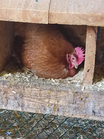 Several hens available for backyard or small poultry flock. These hens are red sex link, friendly an...