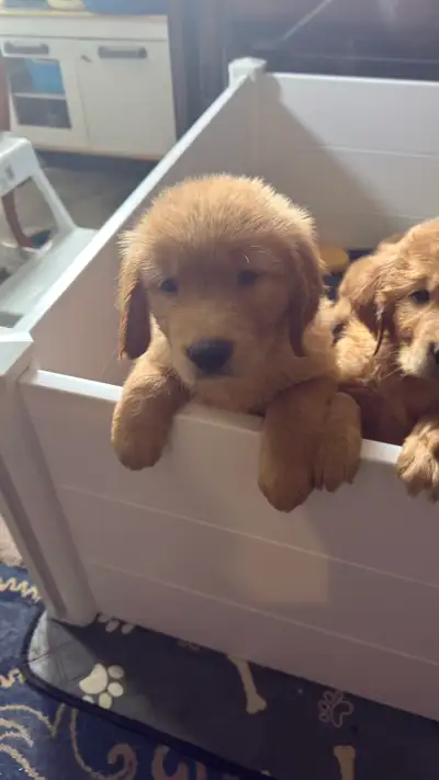 Golden Retriever Puppies - 7 available, View more