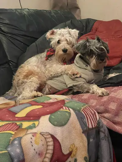 miniature schnauzers, View more