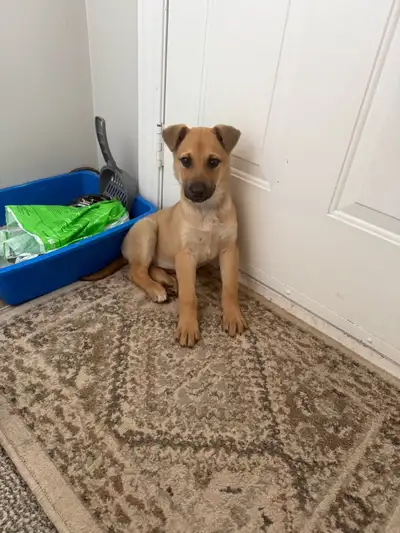German Shepherd Mix Puppy for Sale , View more
