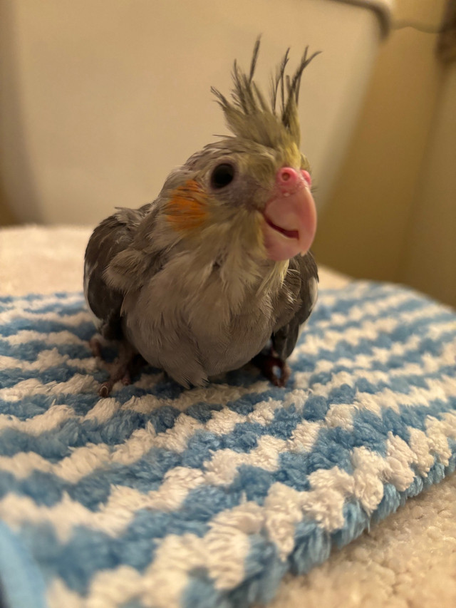 Hand tame baby cockatiels  in Birds for Rehoming in St. John's - Image 3