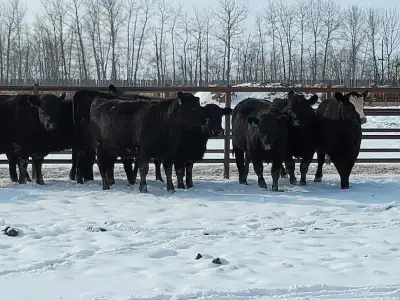 Sim/Angus cross replacement heifers. Currently weighting 950-1000 lbs. Pre breeding shots given in D...