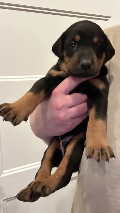 Purebred European Dobermann Puppies, View more