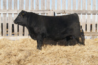 Black Angus Bull For Sale
