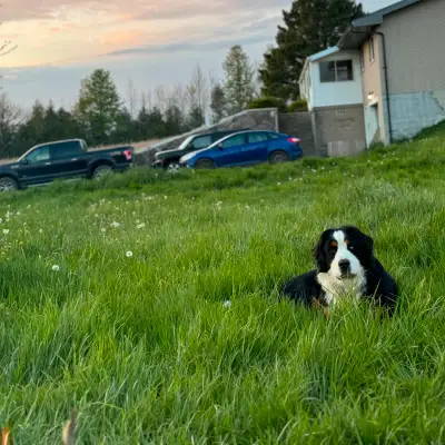 Tired of Poop on Your Lawn? Dog Poop Removal Services, View more