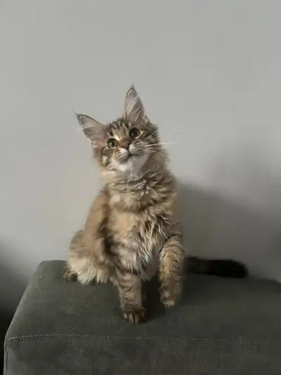 Female kitten Maine Coon for sale, View more