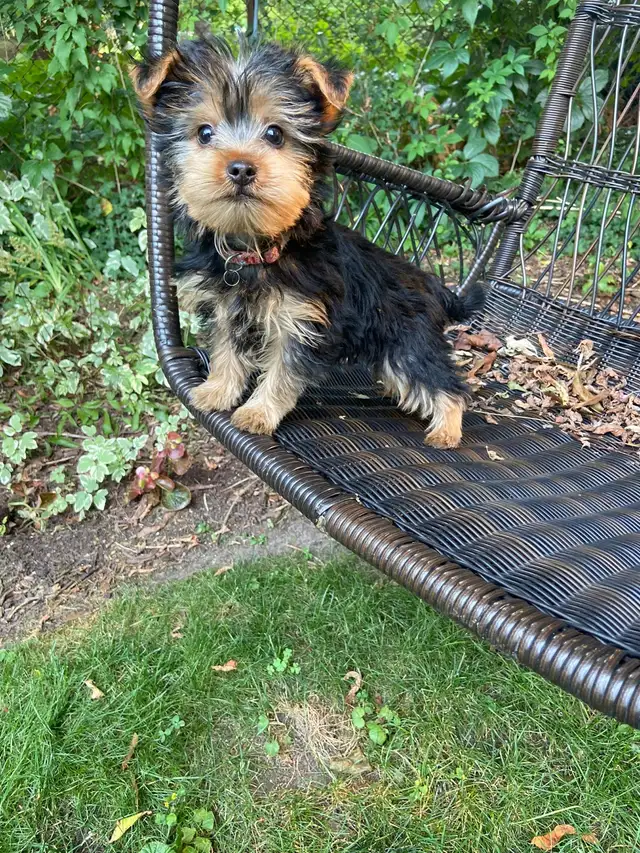 Beautiful Male Yorkie Available❤️ in Dogs & Puppies for Rehoming in Markham / York Region - Image 2