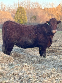 Red angus cow 