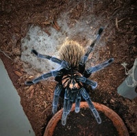 Tarantula Collection  City of Toronto Toronto (GTA) Preview