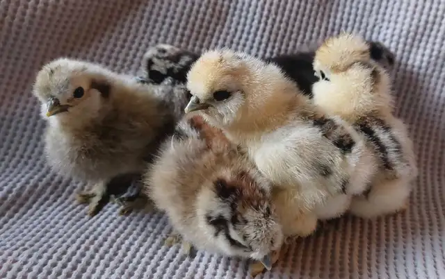 Purebred Silkie chicks in Livestock in Cranbrook - Image 4
