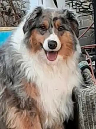 wanted min meral Australian shepared not a puppy, View more