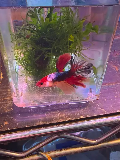 Koi Betta, View more