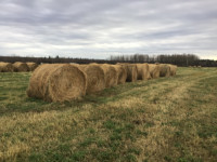 2nd cut hay and green feed for sale