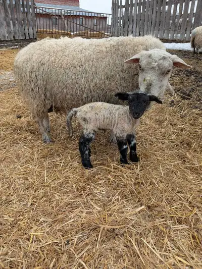 2 Suffolk X ewes with single rams from Suffolk Ram. One ram lamb one ewe lamb. Both ewes 5 years old...