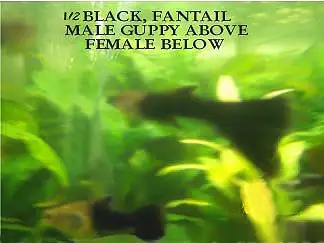 Mostly black Guppies for sale, View more