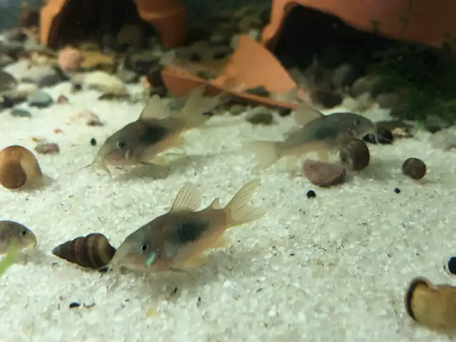 Bronze corys