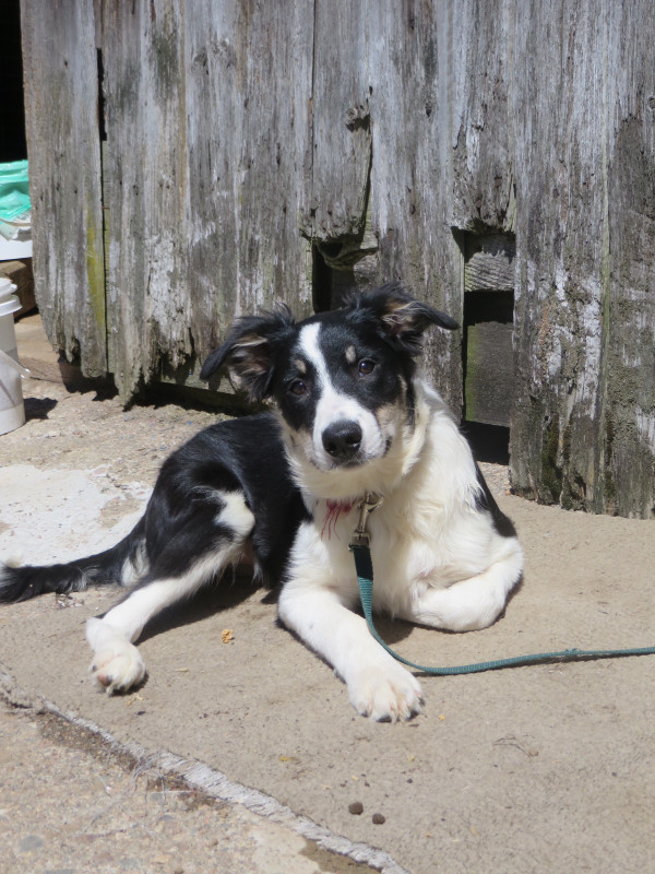 CBCA Registered BORDER COLLIES in Dogs & Puppies for Rehoming in Peterborough - Image 2