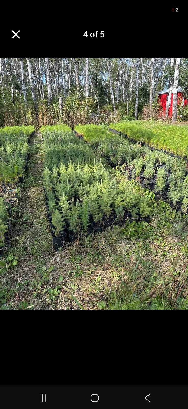 Spruce Trees 3 gal clearance | Plants, Fertilizer & Soil | Edmonton ...