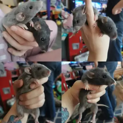 High end pet rats, View more