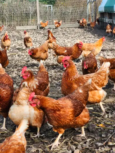 Laying chickens, View more