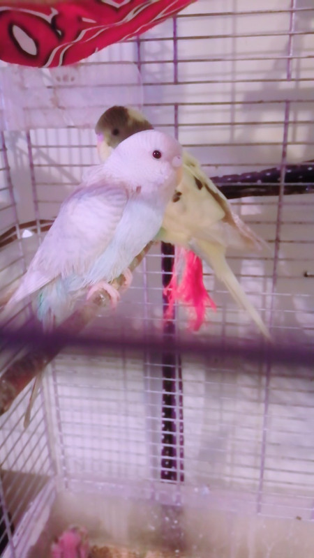 Birds for sale in Other Pets for Rehoming in Ottawa - Image 2