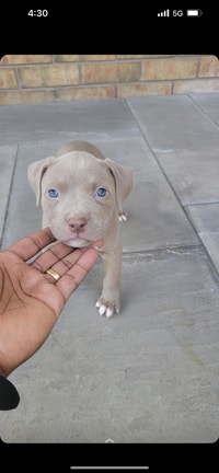 Beautiful female American bulldog Puppies  9 weeks old 