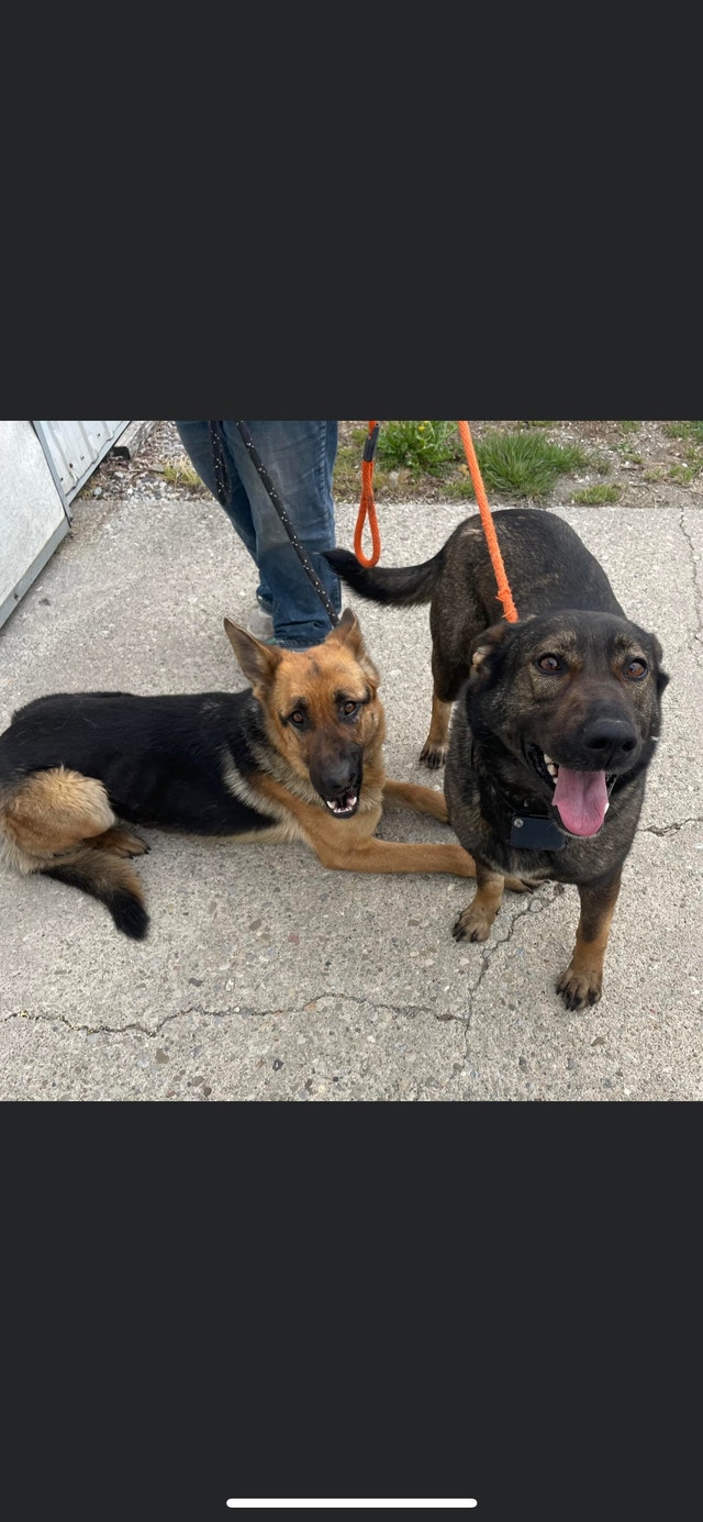 Dogs for rehoming Dogs & Puppies for Rehoming Norfolk County Kijiji