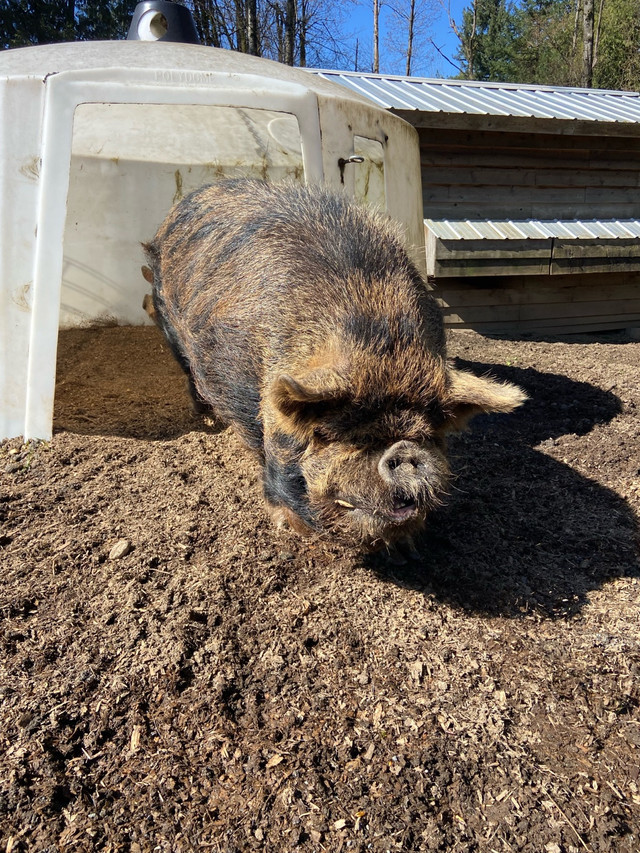 Registered Kunekunes in Livestock in Abbotsford