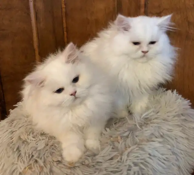 Beautiful Shaded Silver Persian Cats in Cats & Kittens for Rehoming in Lévis - Image 9
