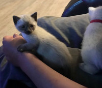 Siamese kittens  for adoption 
