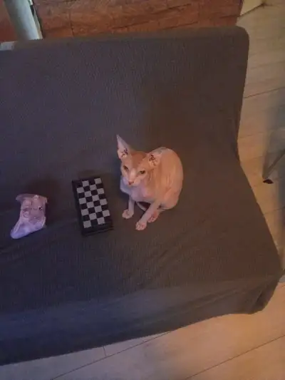 1.5 year old sphynx, View more