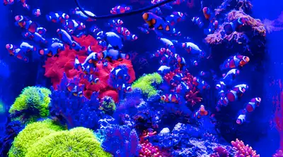 Clownfish for sale, View more