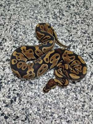 Blow Out Ball Pythons $150-250 each in Reptiles & Amphibians for Rehoming in Mississauga / Peel Region