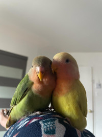 Love birds 