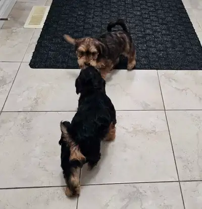 yorkiepoo puppies, View more