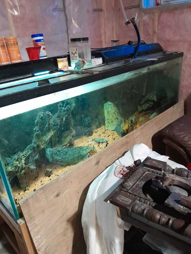 200 gallon fish tank  in Fish for Rehoming in North Bay