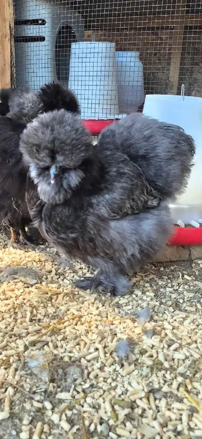 Silkie Trio ( Blue), View more