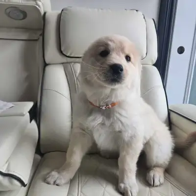 beau chiots cherche famille, View more
