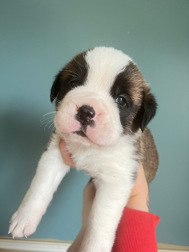 CKC registered Saint Bernard Puppies  in Dogs & Puppies for Rehoming in Renfrew - Image 3