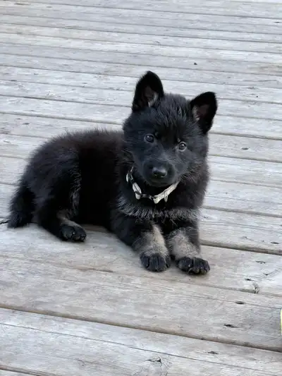 CKC Registered German Shepherds, View more