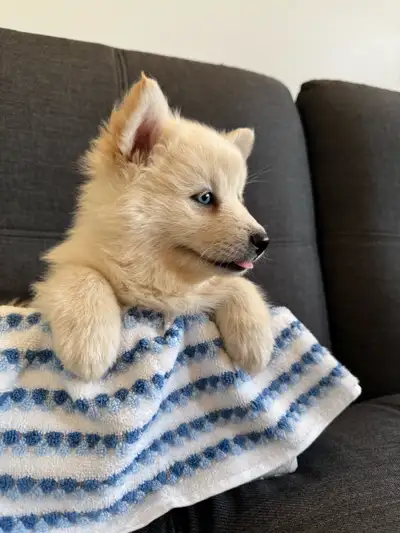 Mini Pomsky Puppies (male) (pure white), View more