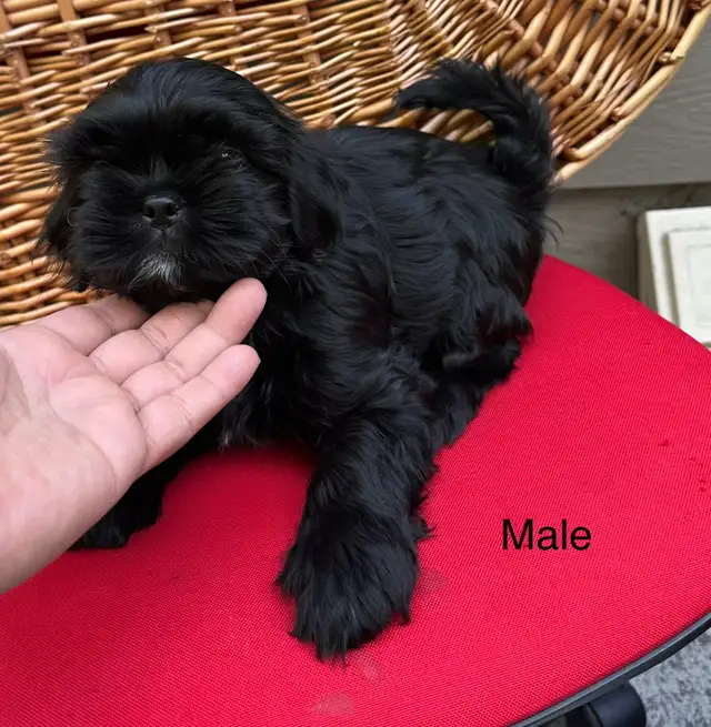 Shih tzu puppies 4 left in Dogs & Puppies for Rehoming in Vernon - Image 9