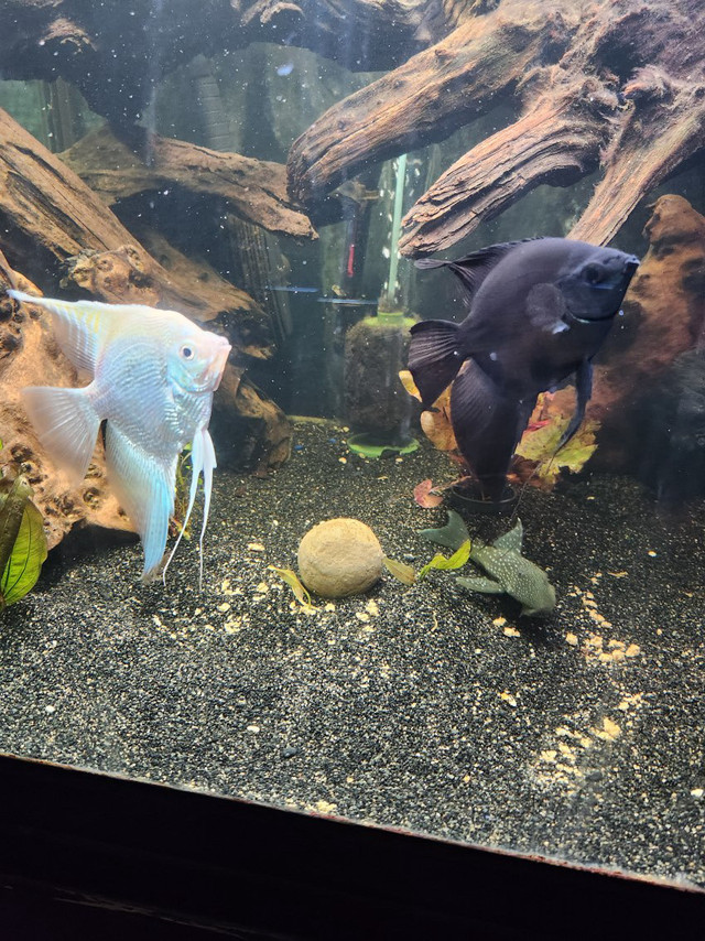 Breeding Pair of Angel Fish in Fish for Rehoming in Lethbridge - Image 3