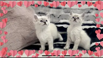 Superbe chatons hypoallergenique siamois -siamese lynx point, View more