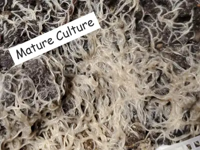 Culture vivante des vers suivants : Vers noirs (aquatiques) - $20 Vers blancs - $20 Vers Grindal - $...